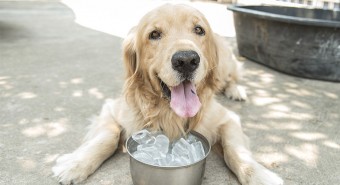 Cómo proteger a tu perro del sol y del calor