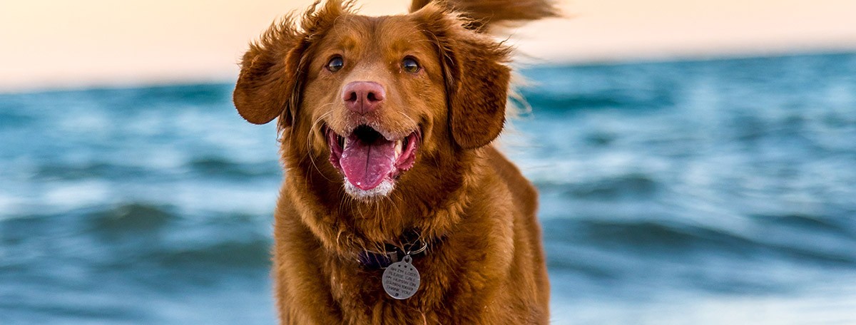 consejos para ir a la playa con perro