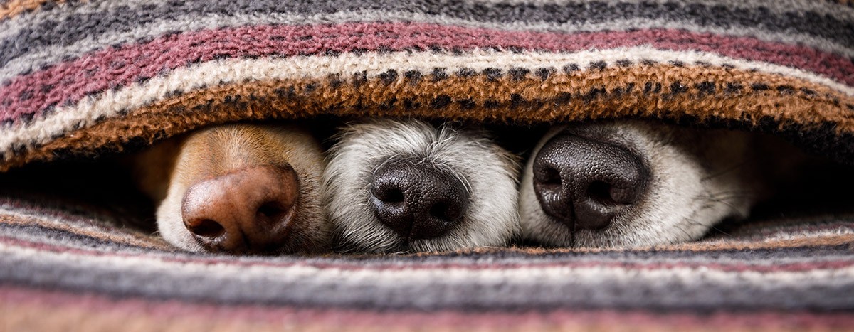 ¿Cómo prevenir el frío en los perros?
