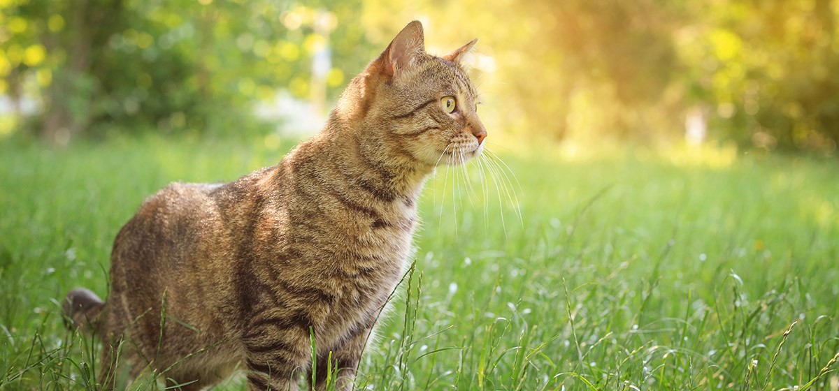 El gusano redondo en gatos: los gatitos, los más expuestos