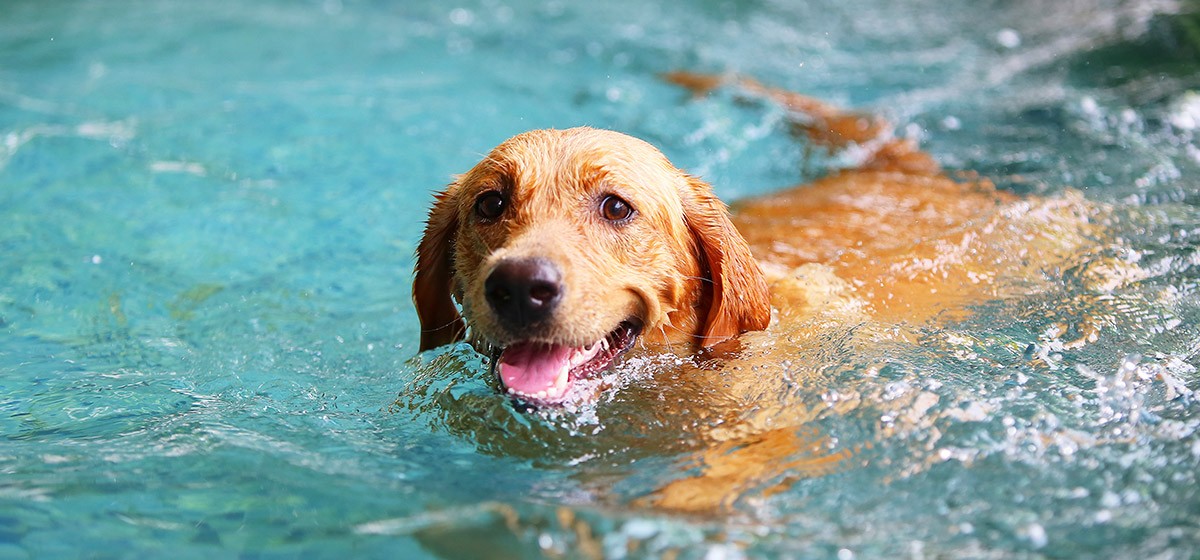 ¿Los perros saben nadar?