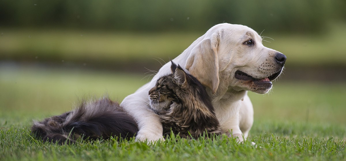 10 claves para la mejor convivencia entre el perro y el gato