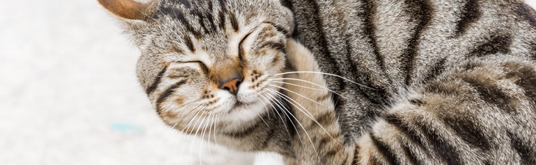 Animado Puede soportar Generoso Pulgas en gatos: cómo combartirlas | Blog de mascotas
