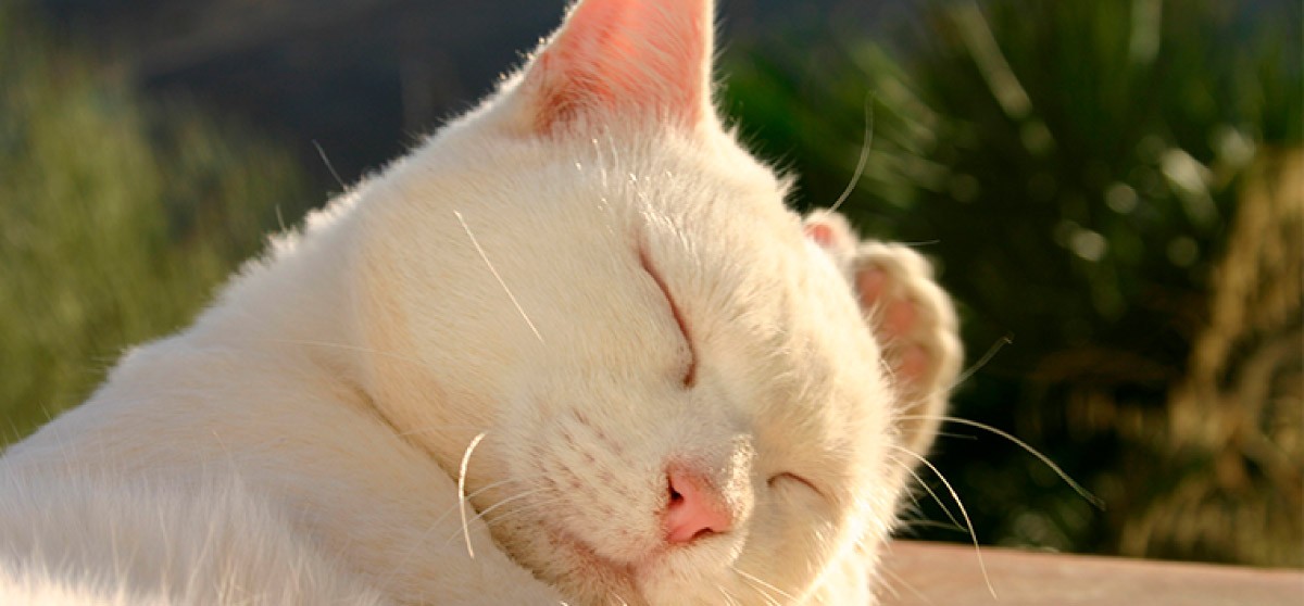 ¿Cómo afecta el sol a los gatos?