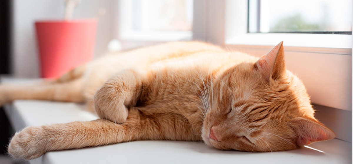 gatos el sol ¿cómo les afecta? | Blog de mascotas