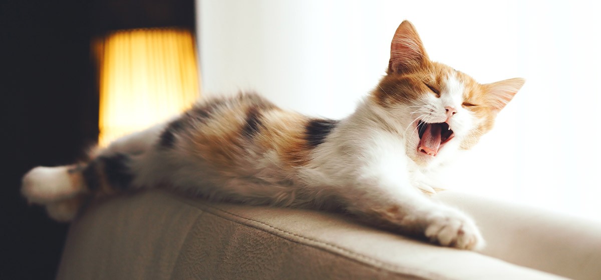 Zoonosis en gatos: evitar la transmisión de mascotas